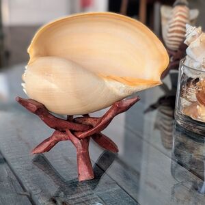 Decorative Seashell on Stand:  Crowned Melon Baler